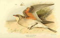 Thorburn Archibald 1885 Pratincole Common A4 Photo Print