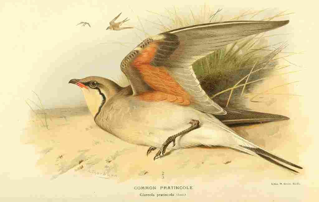 Thorburn Archibald 1885 Pratincole Common A4 Photo Print