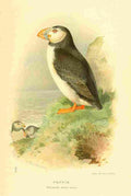 Thorburn Archibald 1885 Puffin A4 Photo Print