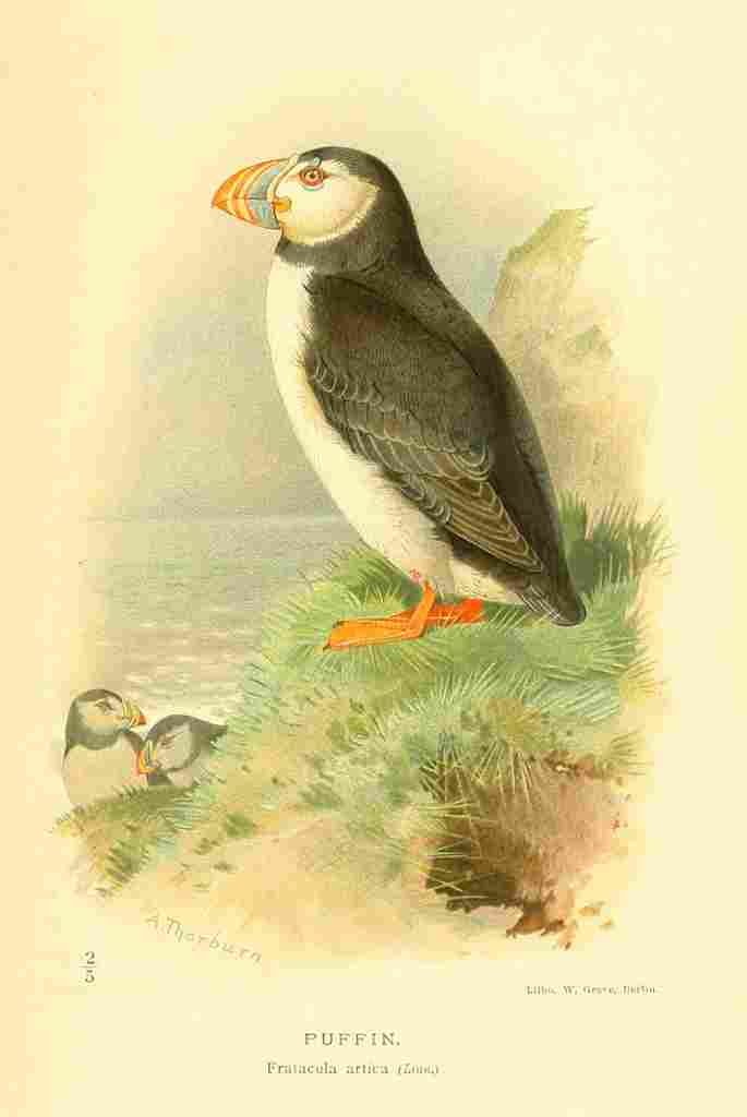 Thorburn Archibald 1885 Puffin A4 Photo Print