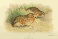 Thorburn Archibald 1885 Quail A4 Photo Print
