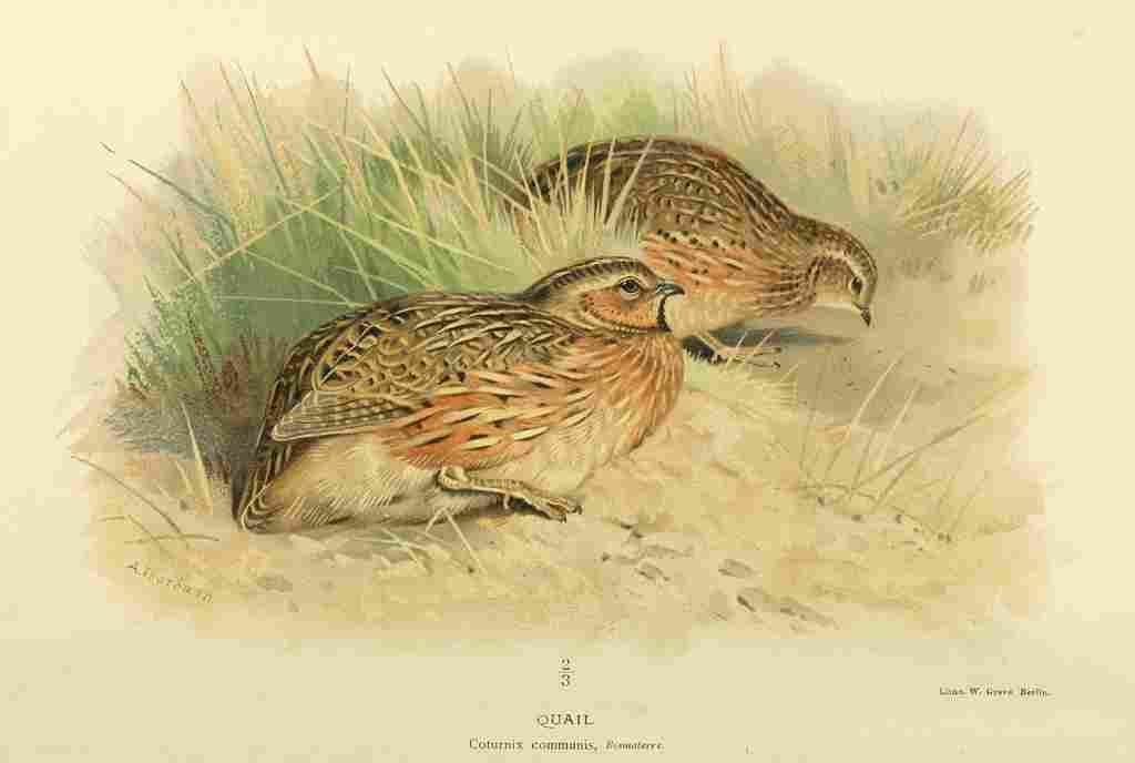 Thorburn Archibald 1885 Quail A4 Photo Print
