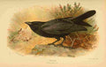 Thorburn Archibald 1885 Raven A4 Photo Print