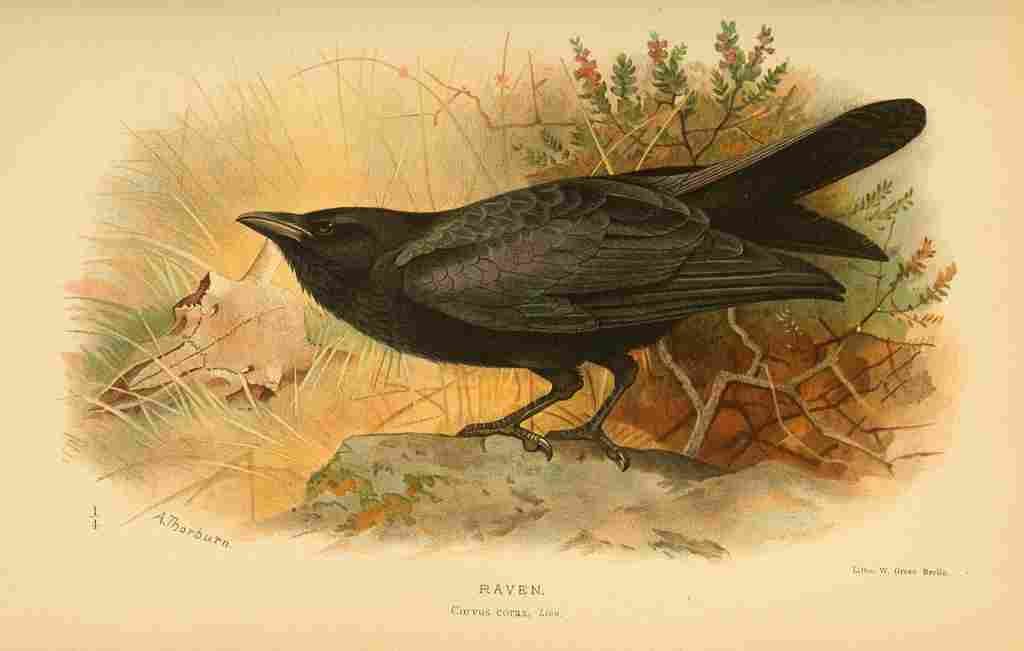 Thorburn Archibald 1885 Raven A4 Photo Print