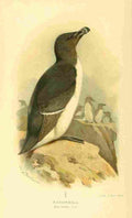 Thorburn Archibald 1885 Razorbill A4 Photo Print