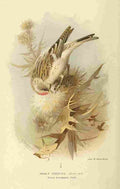 Thorburn Archibald 1885 Redpoll Mealy A4 Photo Print