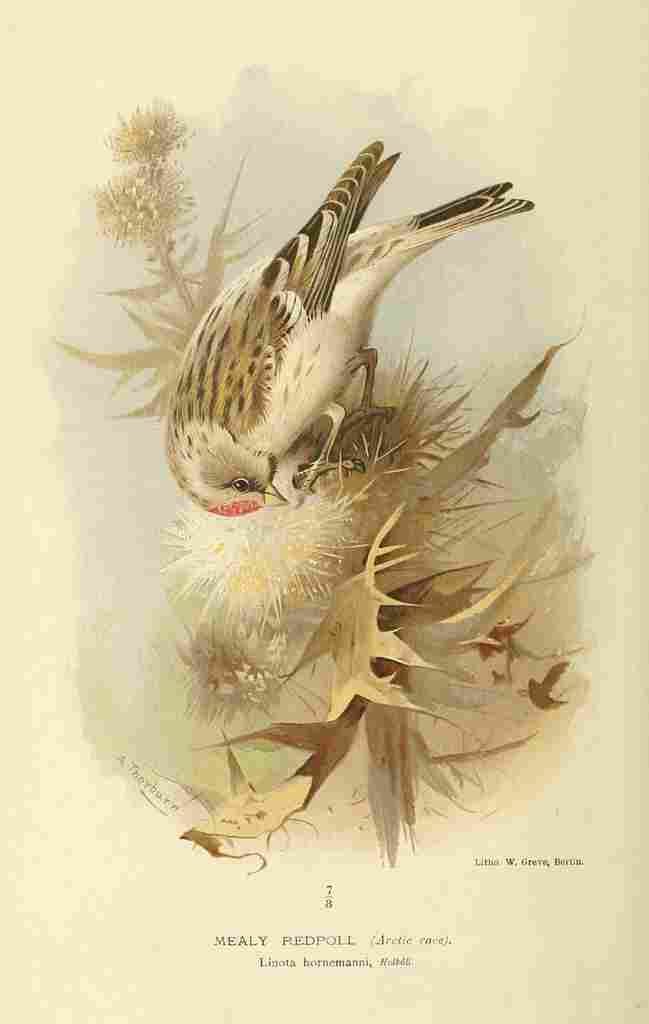 Thorburn Archibald 1885 Redpoll Mealy A4 Photo Print