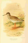 Thorburn Archibald 1885 Redshank Common A4 Photo Print