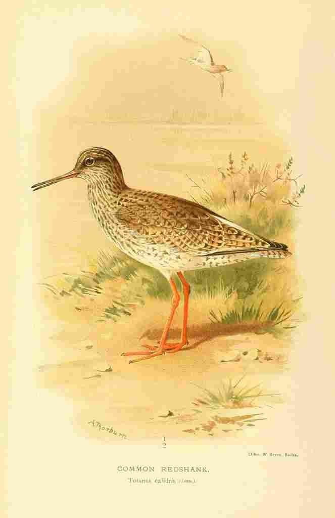 Thorburn Archibald 1885 Redshank Common A4 Photo Print