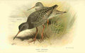 Thorburn Archibald 1885 Redshank Dusky A4 Photo Print