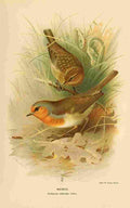 Thorburn Archibald 1885 Robin A4 Photo Print