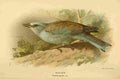 Thorburn Archibald 1885 Roller A4 Photo Print