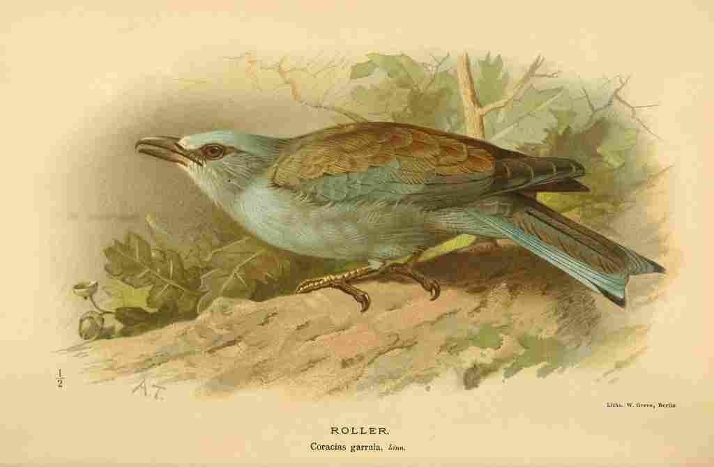 Thorburn Archibald 1885 Roller A4 Photo Print