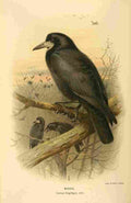 Thorburn Archibald 1885 Rook A4 Photo Print