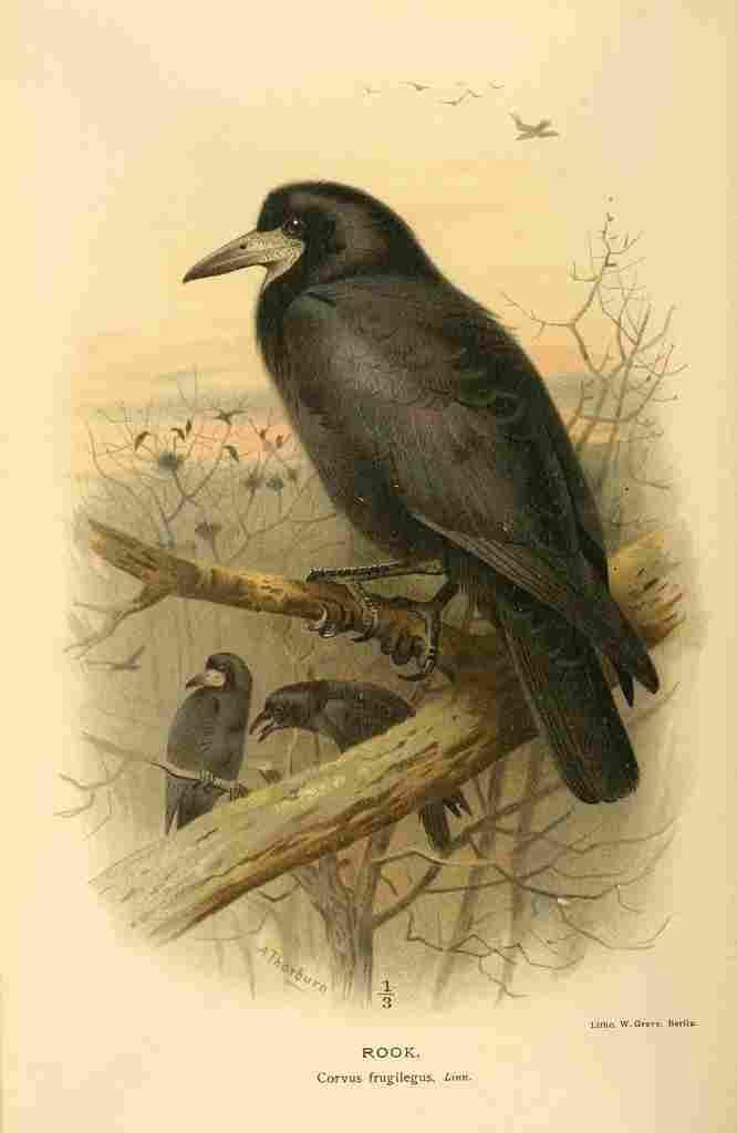 Thorburn Archibald 1885 Rook A4 Photo Print