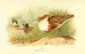 Thorburn Archibald 1885 Ruff 1 A4 Photo Print