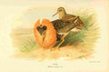 Thorburn Archibald 1885 Ruff 2 A4 Photo Print