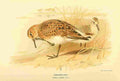 Thorburn Archibald 1885 Sanderling A4 Photo Print