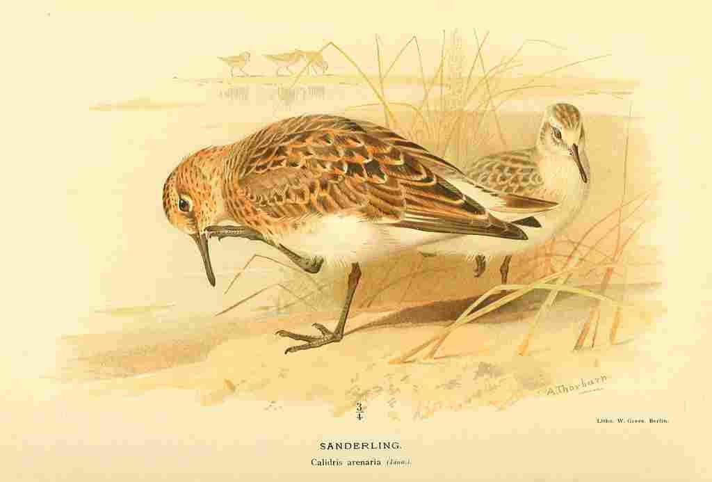 Thorburn Archibald 1885 Sanderling A4 Photo Print