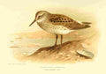 Thorburn Archibald 1885 Sandpiper Bonapartes A4 Photo Print