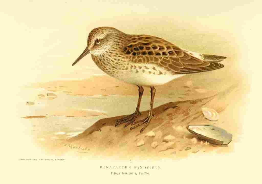 Thorburn Archibald 1885 Sandpiper Bonapartes A4 Photo Print