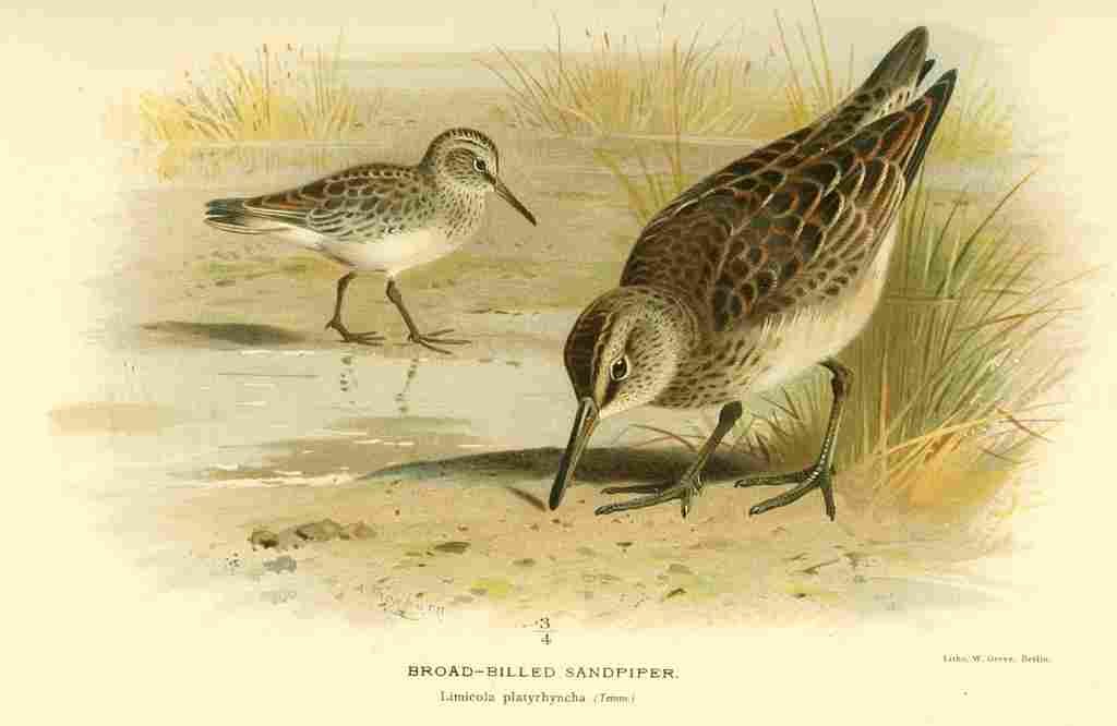 Thorburn Archibald 1885 Sandpiper Broad billed A4 Photo Print