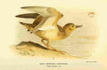 Thorburn Archibald 1885 Sandpiper Buff breasted A4 Photo Print
