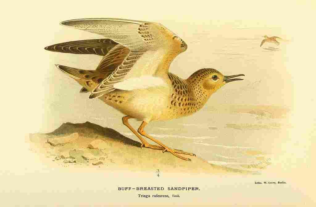 Thorburn Archibald 1885 Sandpiper Buff breasted A4 Photo Print