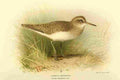 Thorburn Archibald 1885 Sandpiper Common A4 Photo Print