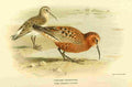Thorburn Archibald 1885 Sandpiper Curlew A4 Photo Print