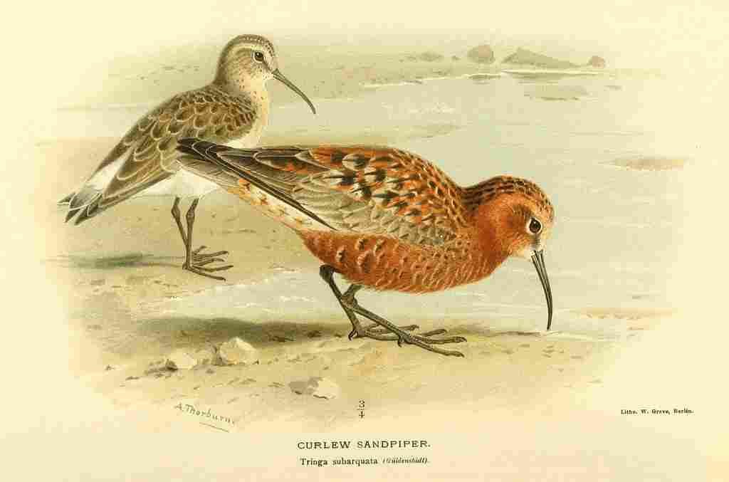 Thorburn Archibald 1885 Sandpiper Curlew A4 Photo Print