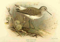Thorburn Archibald 1885 Sandpiper Green A4 Photo Print