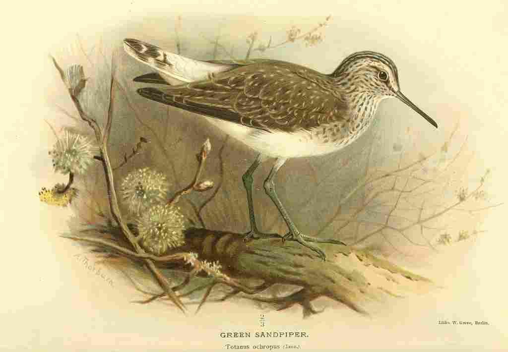 Thorburn Archibald 1885 Sandpiper Green A4 Photo Print
