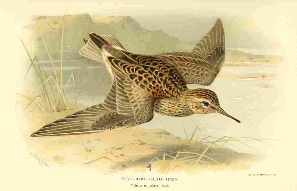 Thorburn Archibald 1885 Sandpiper Pectoral in flight A4 Photo Print