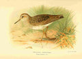 Thorburn Archibald 1885 Sandpiper Pectoral A4 Photo Print