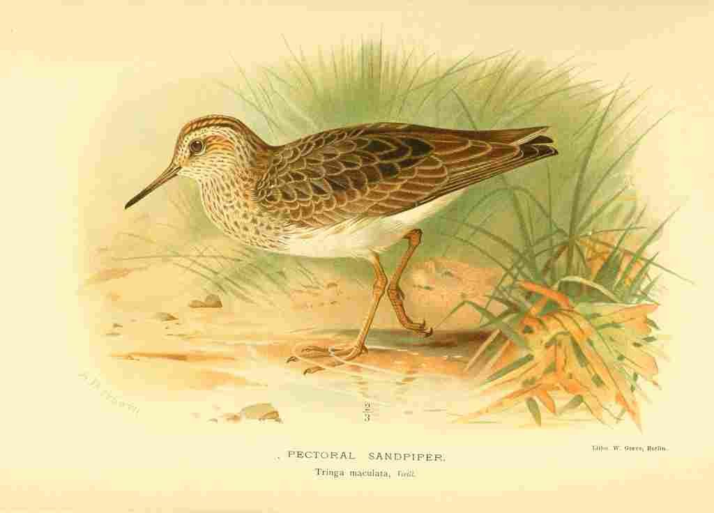 Thorburn Archibald 1885 Sandpiper Pectoral A4 Photo Print