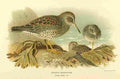 Thorburn Archibald 1885 Sandpiper Purple A4 Photo Print