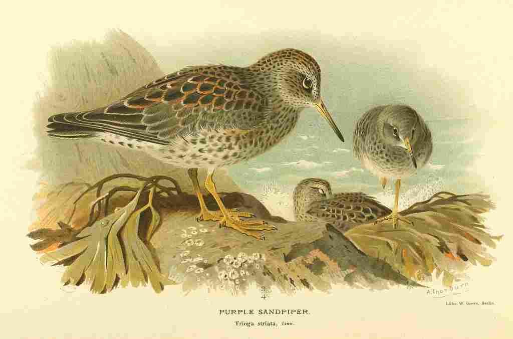 Thorburn Archibald 1885 Sandpiper Purple A4 Photo Print