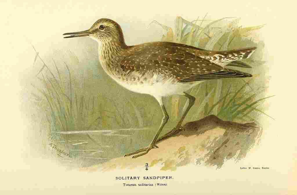 Thorburn Archibald 1885 Sandpiper Solitary A4 Photo Print