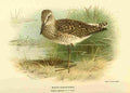 Thorburn Archibald 1885 Sandpiper Wood A4 Photo Print