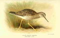 Thorburn Archibald 1885 Sandpiper Yellow shanked A4 Photo Print