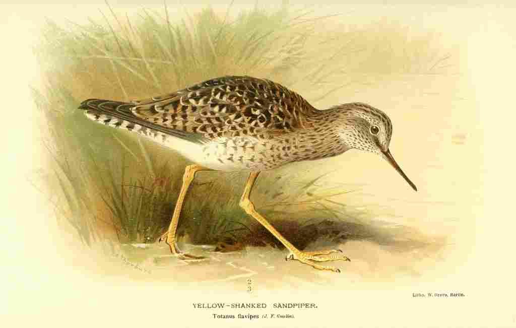 Thorburn Archibald 1885 Sandpiper Yellow shanked A4 Photo Print