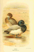 Thorburn Archibald 1885 Scaup A4 Photo Print