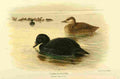 Thorburn Archibald 1885 Scoter Common A4 Photo Print