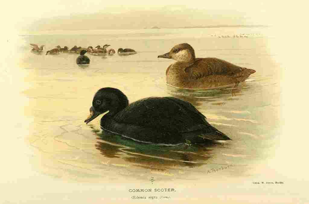 Thorburn Archibald 1885 Scoter Common A4 Photo Print