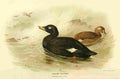 Thorburn Archibald 1885 Scoter Velvet A4 Photo Print