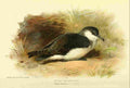 Thorburn Archibald 1885 Shearwater Dusky A4 Photo Print