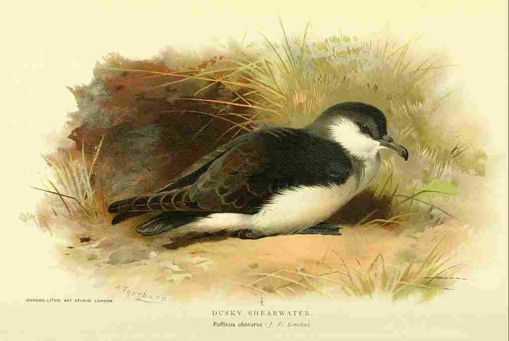 Thorburn Archibald 1885 Shearwater Dusky A4 Photo Print