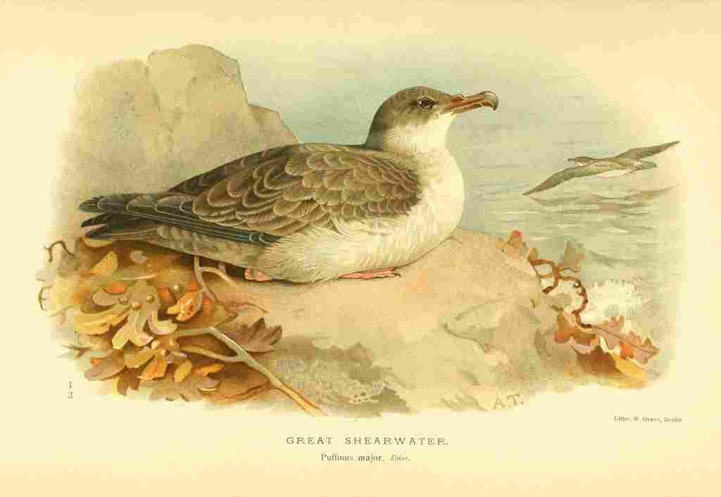 Thorburn Archibald 1885 Shearwater Great A4 Photo Print