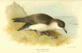 Thorburn Archibald 1885 Shearwater Manx A4 Photo Print